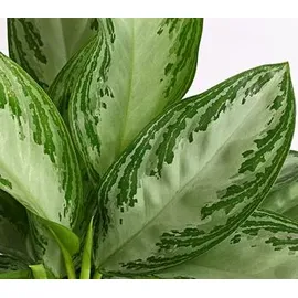 Dehner Kolbenfaden Ø Aglaonema commutatum, Silver Bay, Hellgrün, Hellgrau, Weiß, Grün