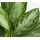 Dehner Kolbenfaden Ø Aglaonema commutatum, Silver Bay, Hellgrün, Hellgrau, Weiß, Grün