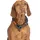 Trixie BE NORDIC Zug-Stop-Halsband dunkelgrau/braun 35 cm