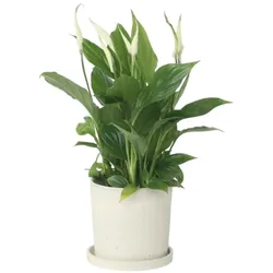 Plant in a Box Einblatt - Spathiphyllum Torelli Höhe 30-45cm