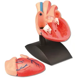 Das menschliche Herz - Modell
