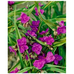 Tradescantia x andersoniana 'Valour', ca. 9x9 cm Topf, auffällig
