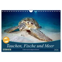 Calvendo Tauchen, Fische und Meer (Wandkalender 2026 DIN A4
