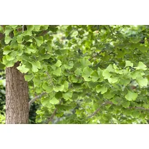 Pflanzen Für Dich Ginkgo biloba Fächerblattbaum 40–60 cm Winterhart,