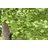 Pflanzen Für Dich Ginkgo biloba Fächerblattbaum 40–60 cm Winterhart,