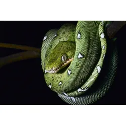 Fototapete PAPERMOON "SMARAGDBOA-SCHLANGE TIER REPTIL AMAZONAS REGENWALD BOA", bunt, B:3,00m L:2,23m, Vlies, Tapeten