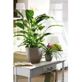 Scheurich Übertopf Earth Ø 28 x 24,7 cm schlammfarben