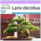 Saflax - Bonsai - Europäische Lärche - 75 Samen - Larix decidua