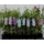PlantaPro Clematis tangutica 60–100 Gold-Waldrebe,winterhart, deutsche Baumschulqualität, im Topf für optimales anwachsen
