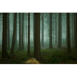 Fototapete PAPERMOON "Photo-Art ELLEN BORGGREVE, DIE KALTEN, DUNKLEN TAGE DES WINTERS", bunt, B:4,00m L:2,60m, Vlies, Tapeten
