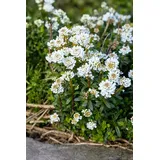 Pflanzen Für Dich Staude Iberis Sempervirens Zwergschneeflocke