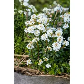 Pflanzen Für Dich Staude Iberis Sempervirens Zwergschneeflocke