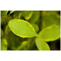 Pflanzen Für Dich Cornus alba 'Gouchaultii', Hartriegel, buntes Laub,