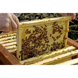 Dobar Einraumbeute, für Honig-Bienen 87 x x cm,