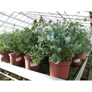 grünwaren XXL Eucalyptus Gunni Gunnii Busch Eukalyptusbaum 50 - 65 cm, Pflanze winterhart