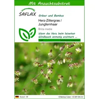 SAFLAX - Gräser-Bambus-Herz-Zittergras/Jungfernhaar - 75 Samen - Mit keimfreiem