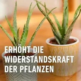 Compo Kakteendünger 250 ml