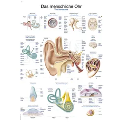 Lehrtafel Das menschliche Ohr 70x100cm