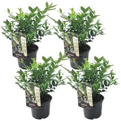 Plant in a Box - Kaukasus Schneeball - 4 Stk - Sarcococca 'Confusa' - Höhe 30-40cm - Topf 17cm