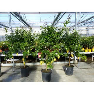 Zitrus Zitronenbaum Zitrone Citrus Limon Limone 180 - 220 cm Zitruspflanze