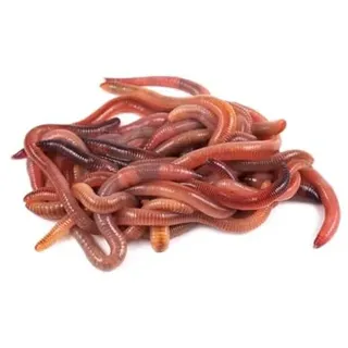 Aquaristik CSI Dendrobena - 1kg in 3 Größen Csiworm Futterwurm Kompostwurm Angelwurm (Groß)
