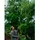 Fiskars Teleskopschere UPX96