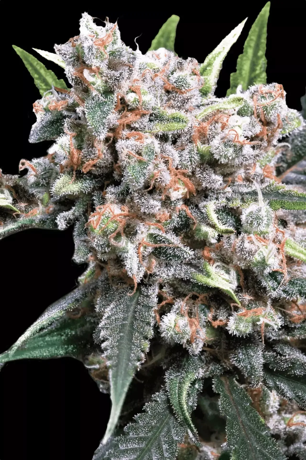Paradise Seeds Auto Wappa 5 Samen
