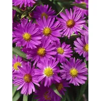 Pflanzen Für Dich Aster dumosus 'Herbstgruß v.Bresserhof', Kissenaster ca.