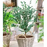 BALDUR Garten 1x Winterharter Eukalyptus Azura® im XXL-Topf, Pflanze im 15 cm-Topf, Eucalyptus gunnii, Azura, winterhart bis -20 °C, mehrjährig,