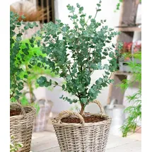 BALDUR Garten 1x Winterharter Eukalyptus Azura® im XXL-Topf, Pflanze im 15 cm-Topf, Eucalyptus gunnii, Azura, winterhart bis -20 °C, mehrjährig,