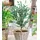 BALDUR Garten 1x Winterharter Eukalyptus Azura® im XXL-Topf, Pflanze im 15 cm-Topf, Eucalyptus gunnii, Azura, winterhart bis -20 °C, mehrjährig,