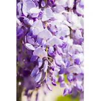 Pflanzen Für Dich Wisteria floribunda 'Domino/Issai', Blauregen, violett, 40–60