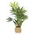 HJH Office Kunstpflanze CHAMAEDOREA / grün