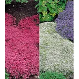 BALDUR Garten 6er Winterharter Bodendecker-Thymian Kollektion rot und weiß, Pflanzen im 9x9 cm-Topf, Thymus, Polsterthymian, Thymian Pflanzen, winterharte Stauden, trockenresistent, bienenfreundlich