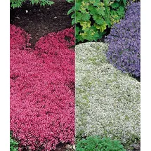 BALDUR Garten 6er Winterharter Bodendecker-Thymian Kollektion rot und weiß, Pflanzen im 9x9 cm-Topf, Thymus, Polsterthymian, Thymian Pflanzen, winterharte Stauden, trockenresistent, bienenfreundlich