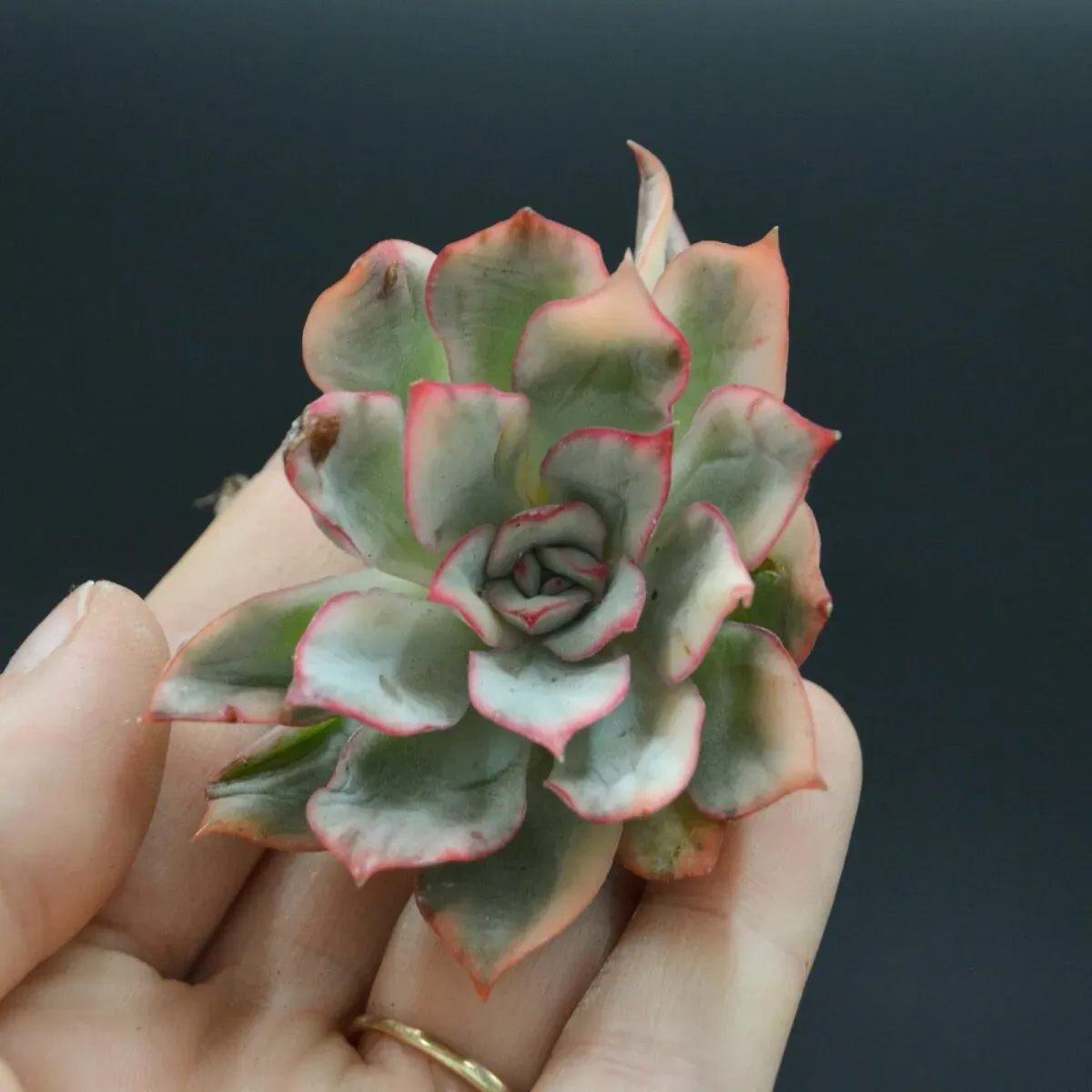 Echeveria Moon Goddess f. variegata