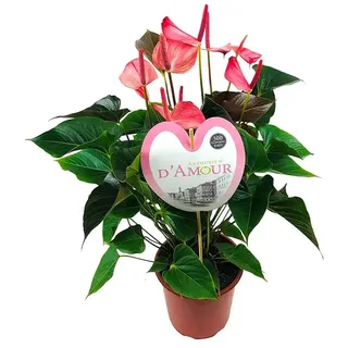 Piardino Flamingoblume Amalia  (Anthurium andreanum, Topfgröße: 21 cm, Rosa)