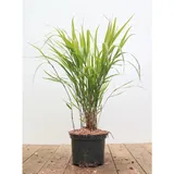 Pflanzen Für Dich Hakonechloa Macra Japanisches Waldgras