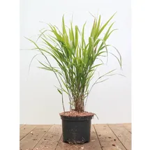 Pflanzen Für Dich Hakonechloa Macra Japanisches Waldgras