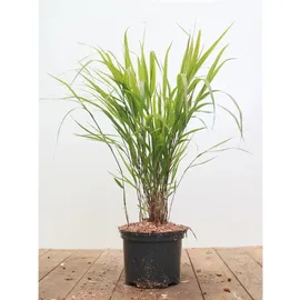 Pflanzen Für Dich Hakonechloa Macra Japanisches Waldgras