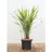 Pflanzen Für Dich Hakonechloa Macra Japanisches Waldgras