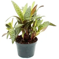 EXOTENHERZ Scilla Violacea Leopard Lily" Tigerblatt 12cm