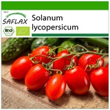 Saflax - BIO - Tomate - Roma - 15 Samen - Mit keimfreiem Anzuchtsubstrat - Solanum lycopersicum