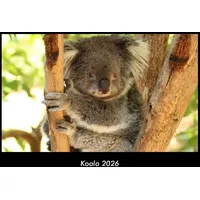 Vero Kalender Koala 2026 Fotokalender DIN A3 von Tobias