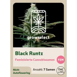 Black Runtz | Feminisierte Cannabissamen von GrowSelect | 7 Hanfsamen