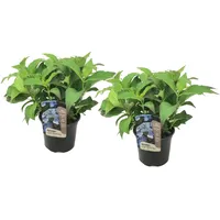 Plant in a Box - Hortensie - 2 Stk