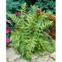 Pflanzen Für Dich Dryopteris goldiana, Goldschuppenfarn, ca. 9x9 cm