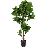 House Nordic House Nordic, Kunstpflanzen, Fiddle 190 cm,