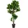House Nordic House Nordic, Kunstpflanzen, Fiddle 190 cm,