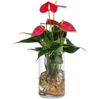 Dehner Waterplant Flamingoblume, im Glas Ø Anthurium Red Champion, rot
